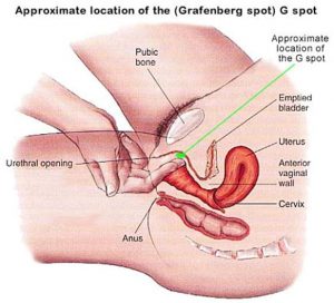 G-spot And Female Ejaculation